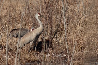2012 Grue du Canada 02 a.JPG