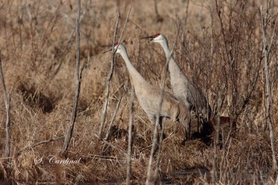 2012 Grue du Canada 01 a.JPG