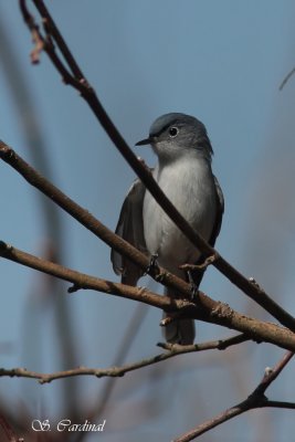 2012 Gobmoucheron gris-bleu 01 a.JPG