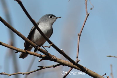 2012 Gobmoucheron gris-bleu 02 a.JPG