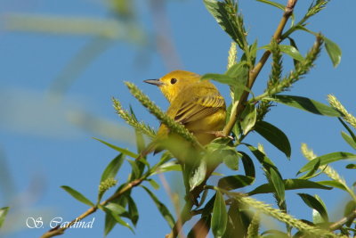 2012 Paruline jaune 03 a.JPG