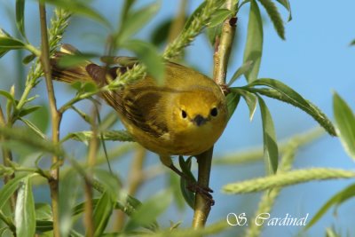 2012 Paruline jaune 04 a.JPG