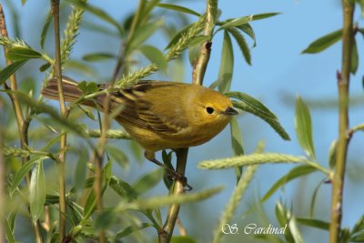 2012 Paruline jaune 05 a.JPG