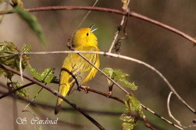 2012 Paruline jaune 06 a.JPG