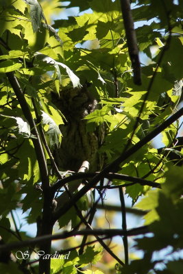 2012 Petit-duc 02 a.JPG