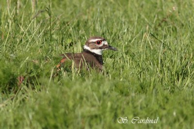 2012 Pluvier Kildir 04 a.JPG
