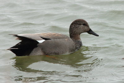 2012 Canard Chipeau 03 a.JPG