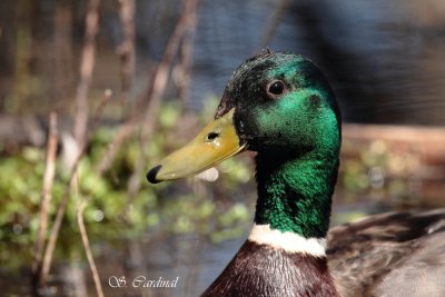 2012 Canard Colvert 01 a.JPG