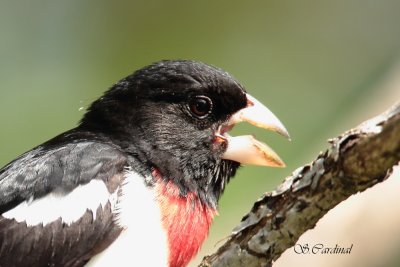 2012 Cardinal à poitrine rose 03 a.JPG