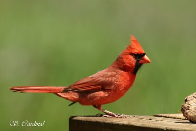 2012 Cardinal rouge 06 a.JPG