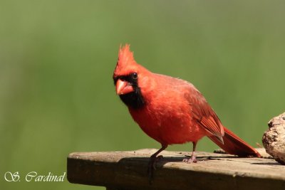 2012 Cardinal rouge 07 A.JPG