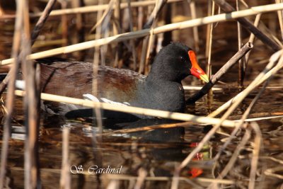 2012 Gallinule poule-deau 01 a.JPG