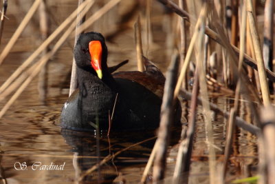 2012 Gallinule poule-deau 02 a.JPG