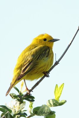 2012 Paruline jaune 07 a.JPG