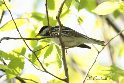 2012 Paruline rayée 01 a.JPG