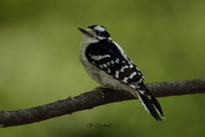 2012 Pic mineur 05 a.JPG