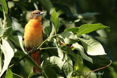 2012 Oriole de Baltimore  F  02 a.JPG
