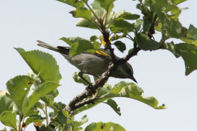 2012 Paruline  ailes dor 01.JPG a.JPG