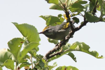 2012 Paruline  ailes dor 03 a.JPG