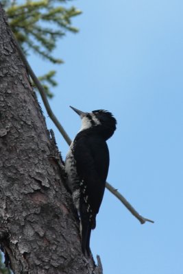 2012 Pic  dos noir 05 a.JPG