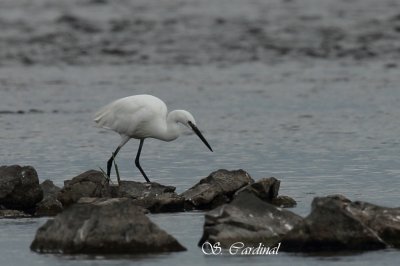 Aigrette Garzette 01 a.TIF