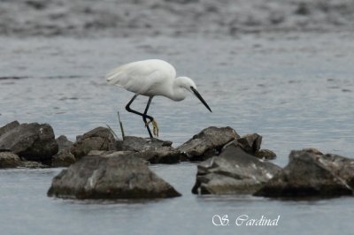 Aigrette Garzette 02 a.TIF