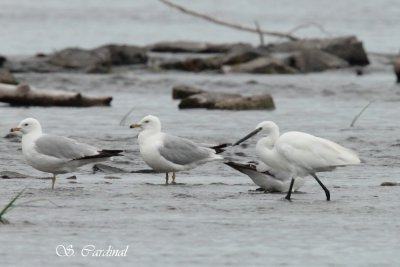 Aigrette Garzette 03 a.TIF