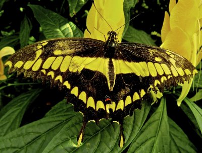 Papilio thoas, Porte-queue thoas