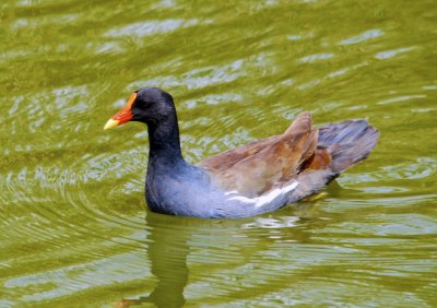 Gallinule poule d'eau