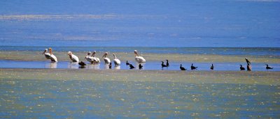 Pelican d'Amrique