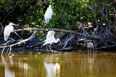 Grande aigrette et Ibis