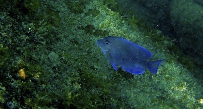 Blue Tang (SurgeonFish)