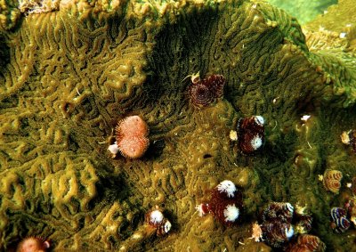 Christmas tree worm & Giant brain coral