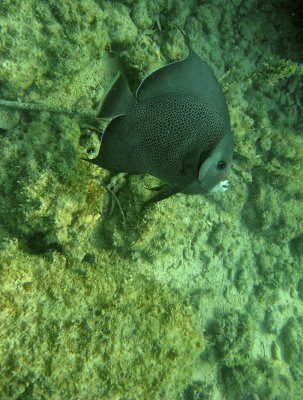 Gray angelfish