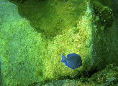 Blue tang (SurgeonFish)