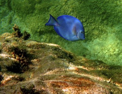 Blue tang (SurgeonFish)