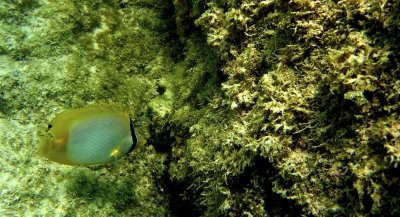 Spotfin butterflyfish
