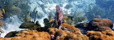 Bluestriped grunt & Massive starlet coral & Common sea fan