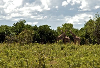 DSC_4223.jpg