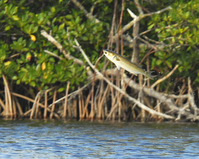 February 22, 2011 Pine Island, Florida