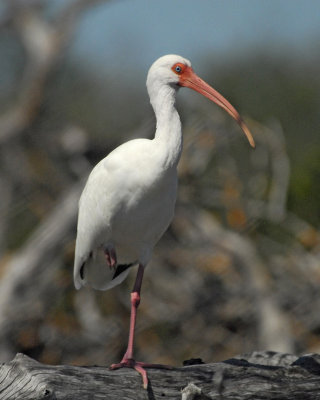 February 23, 2011 Pine Island, Florida