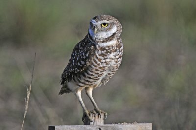 Burrowing Owls of Cape Coral, Florida