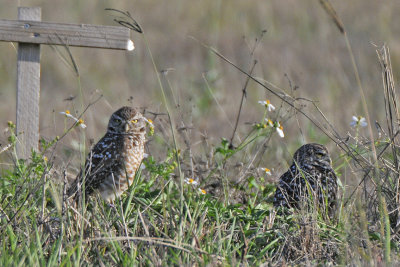 Burrowing Owls of Cape Coral, Florida