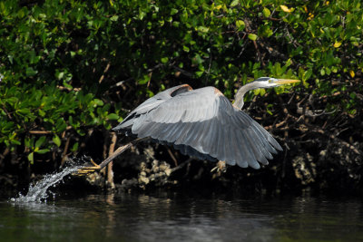 March 2, 2011 Pine Island, Florida