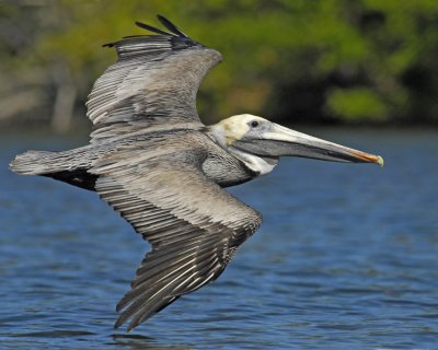 March 13, 2011 Pine Island, Florida