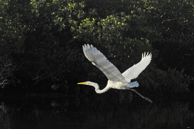March 16, 2011 Pine Island, Florida