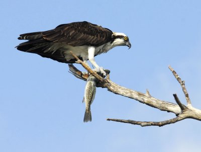 January 18, 2012, Pine Island, Florida