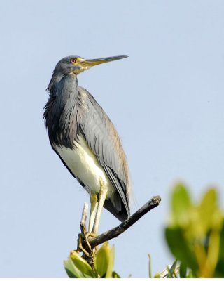 January 28, 2012, Pine Island, Florida