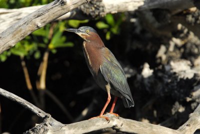 March 24, 2012 Pine Island, Florida