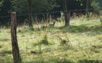 RENARD BLANGY 08-2012